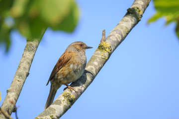 Dunnock Prunella modularis bird singing during Springtime
