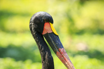 Close up of a saddle-billed stork (Ephippiorhynchus senegalensis) standing in a green meadow