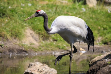 Closeup of a red-crowned crane (Grus japonensis), also called the Manchurian crane or Japanese crane bird © Sander Meertins