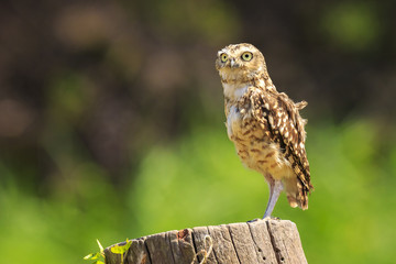 Burrowing owl, Athene cunicularia, standing in grassland