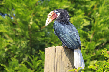 Closeup portrait of a female Blyth's hornbill (Rhyticeros plicatus), or Papuan hornbill in a green forest