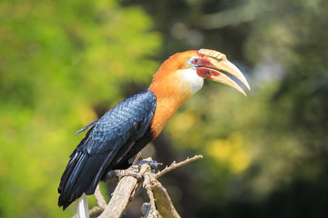 Closeup portrait of a male Blyth's hornbill (Rhyticeros plicatus), or Papuan hornbill in a green forest