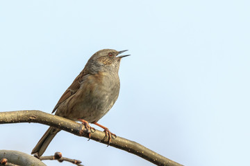 Dunnock Prunella modularis bird singing during Springtime