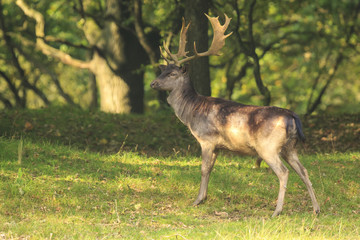 Close up of a Fallow deer, Dama Dama, in a green forest