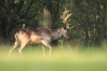Big Fallow deer stag with large antlers walking in a forest