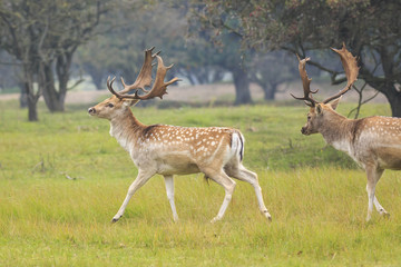 Fallow deer, Dama Dama, fighting during rutting season.