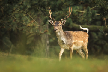 Fototapeta premium Young fallow deer buck, Dama Dama, walking in a dark forest