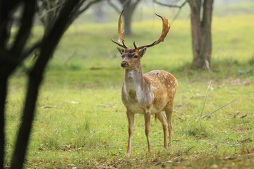 Big Fallow deer stag with large antlers walking proudly in a green meadow