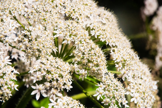 Close up of cow parsnip
