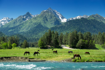 Beautiful nature landscape of mountains with snow and green forest. Horses are eating grass on the...