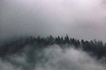 Misty foggy landscape of fir forest on mountains