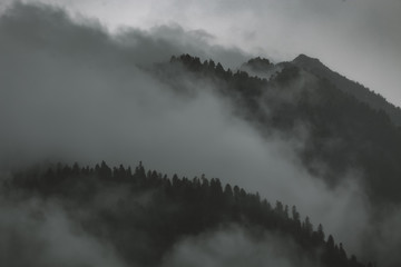 Misty foggy landscape of fir forest on mountains