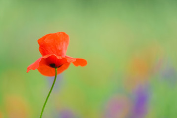 close up in poppy field and sun. Spring summer nature background concept. Shallow deep of field....