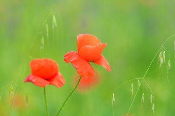 Obraz premium zamknąć w pole maku i słońce. Koncepcja tło natura lato wiosna. Płytkie głębokie pole. Selektywna ostrość.