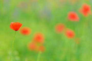 Beautiful close up in poppy field and sun. Spring summer nature background concept. Shallow deep of...