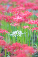 Close - up Red spider lily in autumn