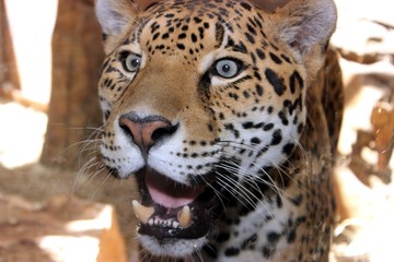 BEAUTIFUL JAGUAR CLOSE UP