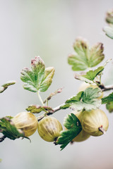 A gooseberry on a bush