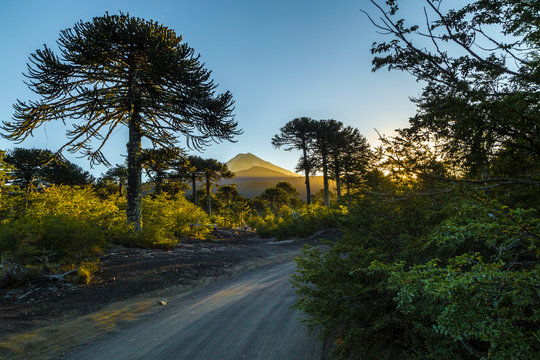 Araucarias