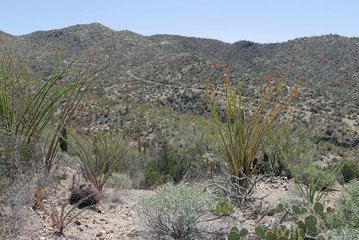 Sonoran desert near Tucson