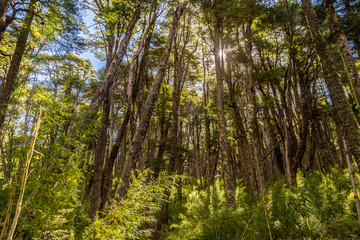 Bosque de coihues, Parque Nacional Conguillio