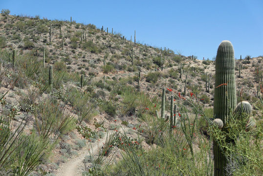 Distant hikers in the Sonoran desert