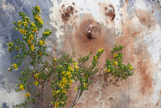 Blooming creosote bush in front of rusty metal