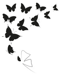Fototapeta premium black butterfly, isolated on a white