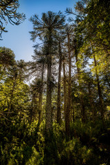 Bosque de araucarias