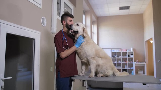 Veterinary specialist embracing golden retriever at pet care clinic after checkup. Beautiful labrador puts his head on vet doctor's shoulder. Veterinarian hugging dog with arms, stroking the animal