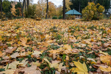 Fallen leaves of maple on green grass. Golden autumn, the most beautiful time of the year