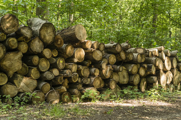 stos ciętych pni drzew w lesie