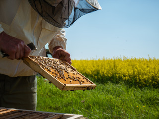 Pszczelarz z ramką pszczelą na tle rzepaku. - obrazy, fototapety, plakaty