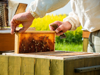 Pszczelarz z ramką pszczelą na tle rzepaku. - obrazy, fototapety, plakaty