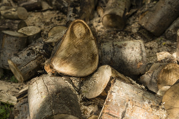 stos ciętych pni drzew w lesie