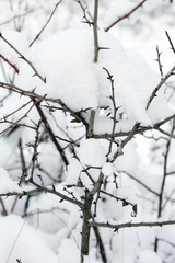 A scrub under the snow, the thorns of which will be protected from animals in winter