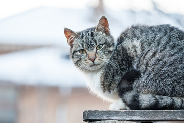 Cat on a wooden fence
