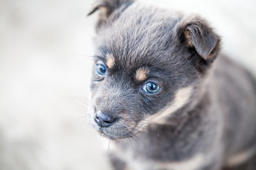 Winter scene with beautiful puppy
