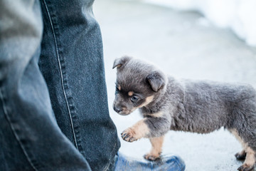 Winter scene with beautiful puppy
