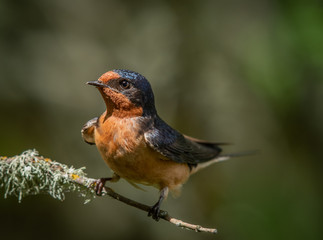 Fototapeta premium Barn Swallow Guarding the Nest 