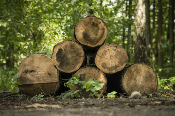 stos ciętych pni drzew w lesie