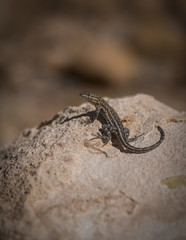 Brown Lizard