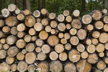 stos ciętych pni drzew w lesie