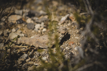 Horny Toad