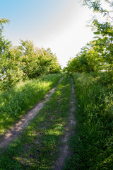 Countryside landscape in the summer
