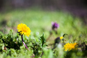 Dandelion flower in the garden