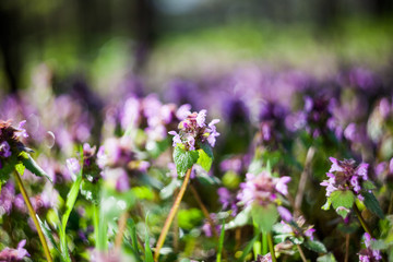 Lamium purpureum plant with flowers
