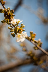 Spring blooming on the branches

