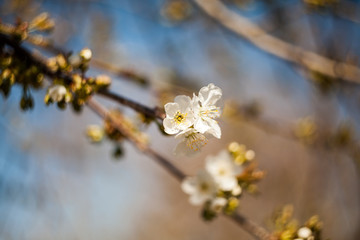 Spring blooming on the branches
