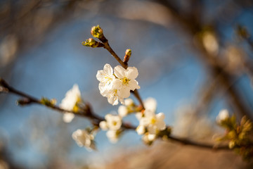 Spring blooming on the branches
